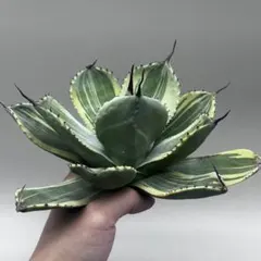 2025年最新】アガベ ライムストリークの人気アイテム - メルカリ