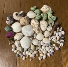 貝殻セット ハンドメイド素材83