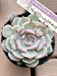 ねこまる様 リクエスト 2点 まとめ商品