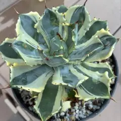 2025年最新】アトミックゴールド アガベの人気アイテム - メルカリ