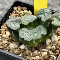 2025年最新】万象錦の人気アイテム - メルカリ