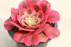 多肉植物 ❣️アエオニウム シャネル❣️韓国苗育成 抜き苗 b197