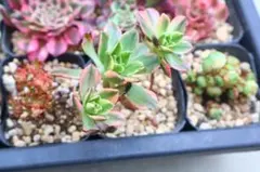 56#観葉植物 アエオニウム錦❤️ブロンズメダル錦❤️甜茶錦❤️7大頭