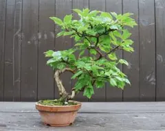 カリン盆栽】古木 樹高67cm 山房造・鳳舟鉢 - メルカリ