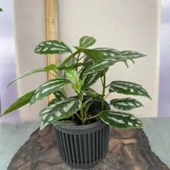 ほし様 リクエスト 2点 まとめ商品