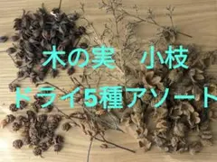 木の実★小枝ドライ５種アソート