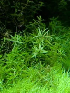 matto様 リクエスト 3点 まとめ商品