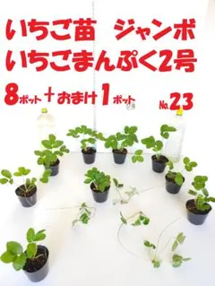 いちご苗㉓ジャンボいちご まんぷく2号8ポット + おまけ1ポット