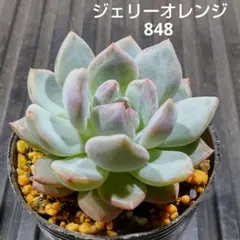ジェリーオレンジ 848 エケベリア 多肉植物 抜き苗