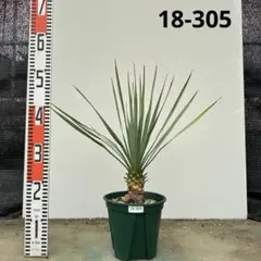 9　特大　ロストラータ　幹太　引き取り限定 メルカリ その他観葉植物