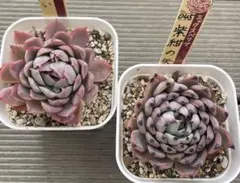 恋煩い　紫紺の矢　札付き　おらいさんミックスベリア　多肉植物