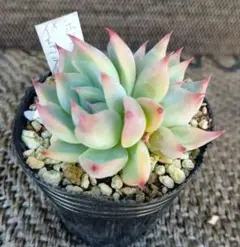 122.多肉植物　(ホリコロ×コロラータ)×イェコラ　オリジナル交配　実生苗のサムネイル