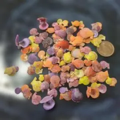 ヒオウギ貝　バラ物　カラフルな貝殻　ハンドメイド素材