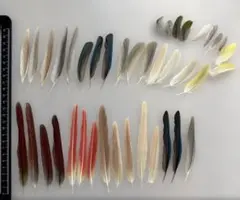 Item thumbnail for item c0225f25-3438-4a53-b70e-9a53428ba88a