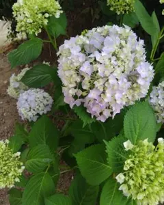 紫陽花 ガクアジサイ 挿し穂 3本 おまけ付 ゆうパケットポストミニ No