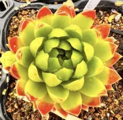 86#観葉植物アエオニウム❤️スタ—バースト錦❤️1大頭5小頭11cm 拔き