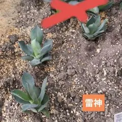 2026年最新】アガベ 子株 セットの人気アイテム - メルカリ