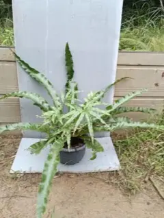 2025年最新】シマオオタニワタリの人気アイテム - メルカリ