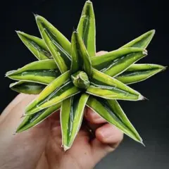 2026年最新】アガベ 笹の雪 氷山の人気アイテム - メルカリ