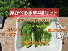 【匿名配送】浮かべる水草4種セット【ゆうパケットポストmini】のサムネイル