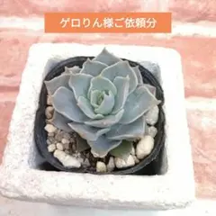 ゲロりん様ご依頼分 白狼他 多肉 エケベリア 　多肉アンさん