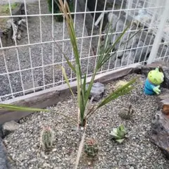 セイヨウシロヤナギ（Salix alba）の苗木ポットごと発送 - メルカリ