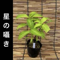嶺の妖精 ポットごと 山アジサイ 紫陽花 ヤマアジサイ - メルカリ