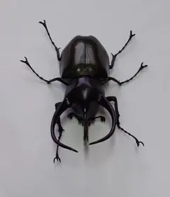 昆虫標本 コーカサスオオカブト - メルカリ