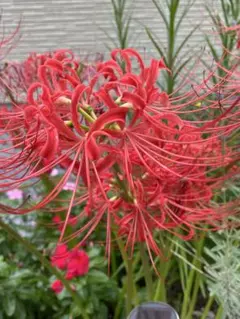 赤花ネムノキ ヒネム ①ベニゴウカン 観葉植物 - メルカリ