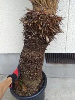 引き取り限定の蘇鉄 ソテツ ダブルヘッド - メルカリ