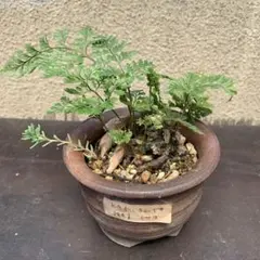 へのかっぱ様 リクエスト 3点 まとめ商品