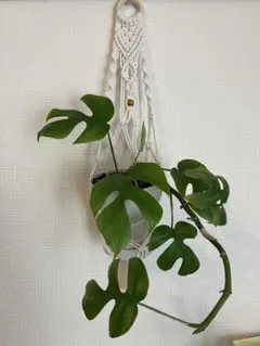 Item thumbnail for item 8d0d3bab-5776-42d2-bad0-025756391189