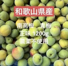 和歌山県産　南高梅　青梅　正味1200g 農薬不使用のサムネイル