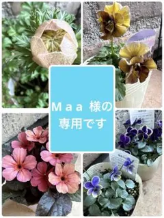 プリムラ・スモーキー