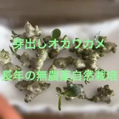 芽出しおかわかめ　ムカゴ11球　長年の無農薬自然栽培のサムネイル