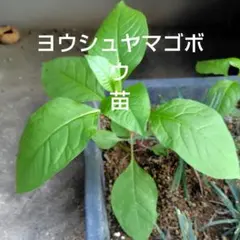 ヨウシュヤマゴボウ 苗 1株 - メルカリ