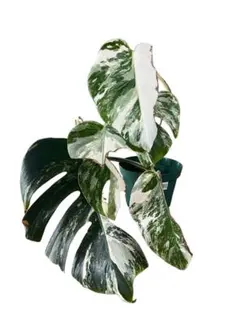 B斑入りモンステラ　ホワイトタイガー　観葉植物　ボルシギアナ　インテリアグリーンのサムネイル