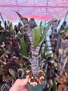 ビルベルギア オビワン 抜き苗 タンクブロメリア 観葉植物 - メルカリ