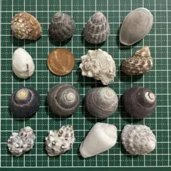 No.10 貝殻 巻貝 ヤドカリ 宿替え 引越し ハンドメイド素材