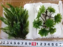 1点物】極希少☆極美品カイロウドウケツ 縁起物 深海生物 25-30cm 標本