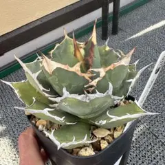 しぃな様 リクエスト 4点 まとめ商品