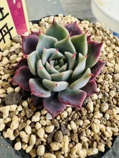 ゆたか様 リクエスト 2点 まとめ商品