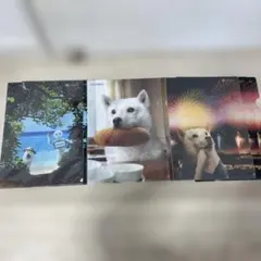 クリアファイル キャラクターグッズ