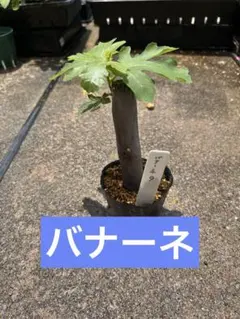 【9】イチジク　バナーネ　挿し木苗　無農薬のサムネイル