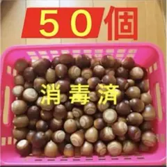 クヌギドングリ　ドングリトトロ 煮沸済み　本日発送可