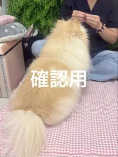 確認用愛犬画像