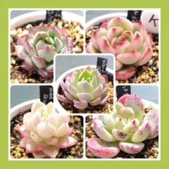 けろ様 リクエスト 3点 まとめ商品