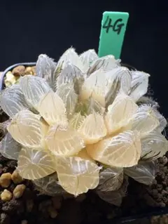 39g 多肉植物 ハオルチア 水晶灯錦糊斑 自家繁殖 鉢植え発送 - メルカリ