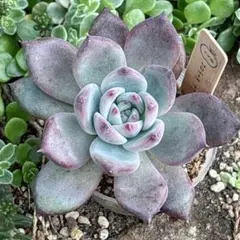 2025年最新】コロラータ ナウアラの人気アイテム - メルカリ