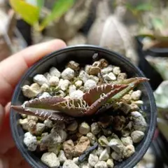 ふみちょ様 リクエスト 3点 まとめ商品